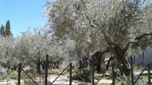 8316305_orig-gethsemane-1.jpg